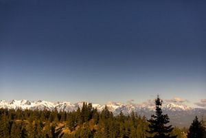 View looking across an expanse of forest at a large snow-covered mountain range in the distance.