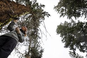 View looking up from the forest floor at Dr. Emily Howe standing next to a tree and taking measurements on it.