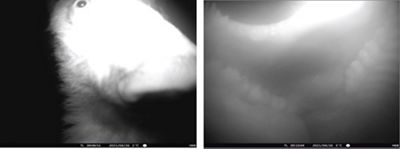 View from a wildlife camera of a black bear looking at the camera and then with the camera in its mouth.