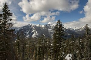 View looking through the tops of trees in a forest at a snow-covered mountain in the distance.
