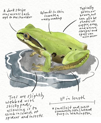 Illustration of a Pacific tree frog with annotations about its appearance.