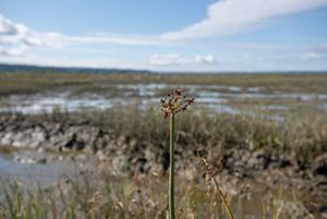 A single tall marsh plant grows high above a wetland.