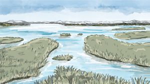 Illustration of a wetland.