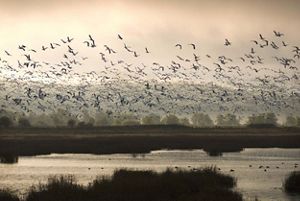 A dense flock of birds flies over a body of water at sunset.