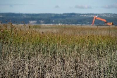 A bright orange excavator works in the far distance of a wetland with tall grasses in the foreground.