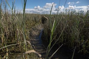 A dirt path leads into a marsh filled with tall grass.