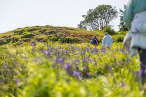 Four people walk through a rolling landscape filled with tall purple flowers.