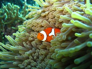 An orange and white striped clownfish floats in the tendrils of a sea anemone.