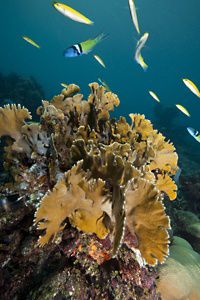 Coral in the ocean with yellow and blue fish swimming nearby.