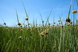 Closeup of small flowers in a field of tall grass.