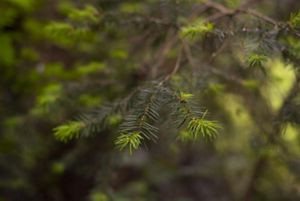 a closeup of an evergreen tree branch.