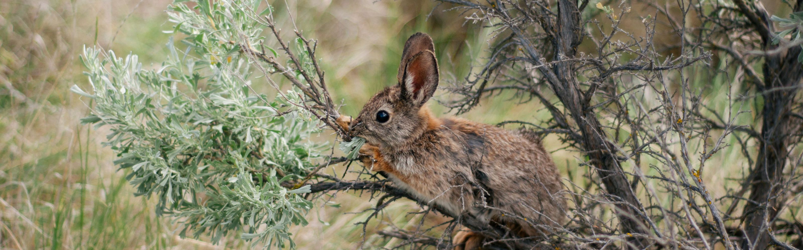 A pygmy rabbit hanging on a tree branch.