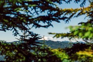 A distant snow capped mountain peak is framed by the branches of evergreen trees.