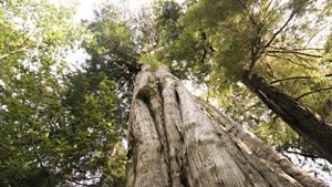 View looking up at a tall old-growth tree in a forest.