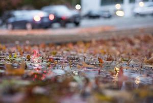 Closeup of a rainy sidewalk covered in autumn leaves.