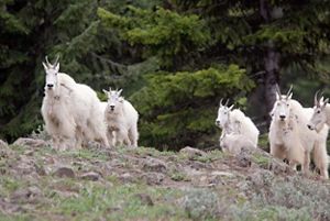 A group of mountain goats stand together in a rocky clearning.