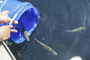 Hands place a blue bucket in water and release a few small fish into the water.