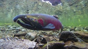 An underwater closeup of a large red salmon.