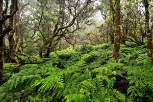 View into a dense, lush tropical forest filled with ferns and moss-covered trees in Hawaii.