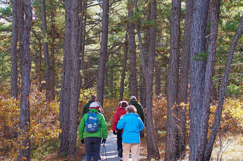 A group of hikers walk away from the camera on a flat path in the woods.