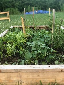 Green vegetation in a raised garden bed.