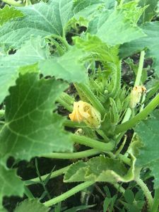 A close up photo of a squash plant.