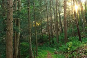The sun shines through a forest with several tall and thin trees. Green grass grows vibrant along the forest floor.