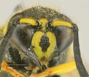 An extreme macro photo showing a black and yellow bug's face.
