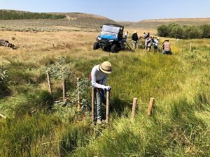 Researcher building a beaver dam analog out of posts, logs and branches.
