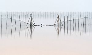 A waterbird rests on a net over water.