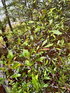Wax myrtle with berries.