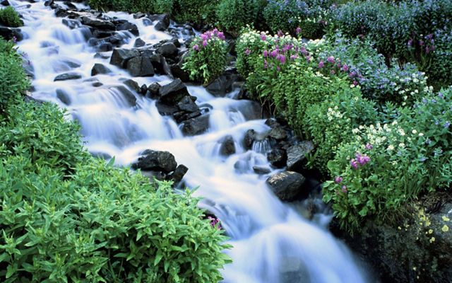 Wildflowers bloom along a rushing river.