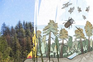 An illustration of forests and bugs is presented next to a similar, real life image.