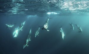 A group of dolphins swimming under water.