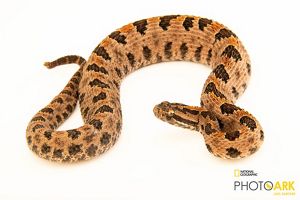 Western pygmy rattlesnake on a white background.