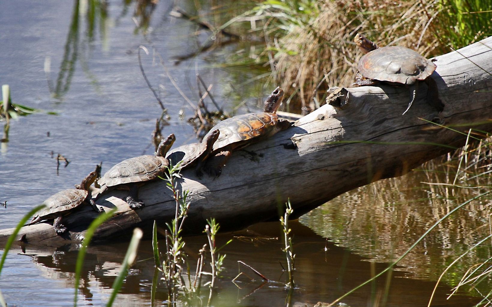 Western pond turtles The Western pond turtle is Nevada's only freshwater turtle. These reptiles live at our River Fork Ranch Preserve in the Carson Valley, but we don’t know much about their habits, movements or histories.In order to learn more about these turtles, we launched a study at River Fork Ranch Preserve—with help from the American Turtle Observatory and Nevada Department of Wildlife–using radio telemetry and genetic analyses. The goal of the study is to evaluate the habitat use, home range, dispersal patterns, population dynamics and genetic source of the pond turtle populations in northwestern Nevada.     © Doug Dill