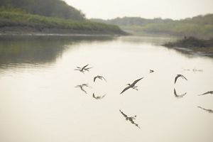 birds flying over a misty wetland