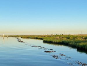 The top of an oyster reef sits just barely above the surface of the water, providing a natural buffer to the marsh behind it.