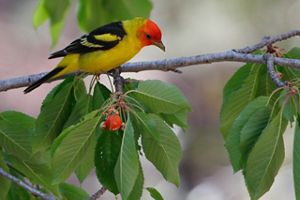 A yellow bird with a red head sits on a branch that has bunches of green leaves. 