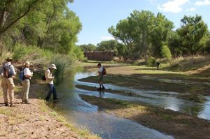 Four people stand in a wetland area with lush trees surrounding them.