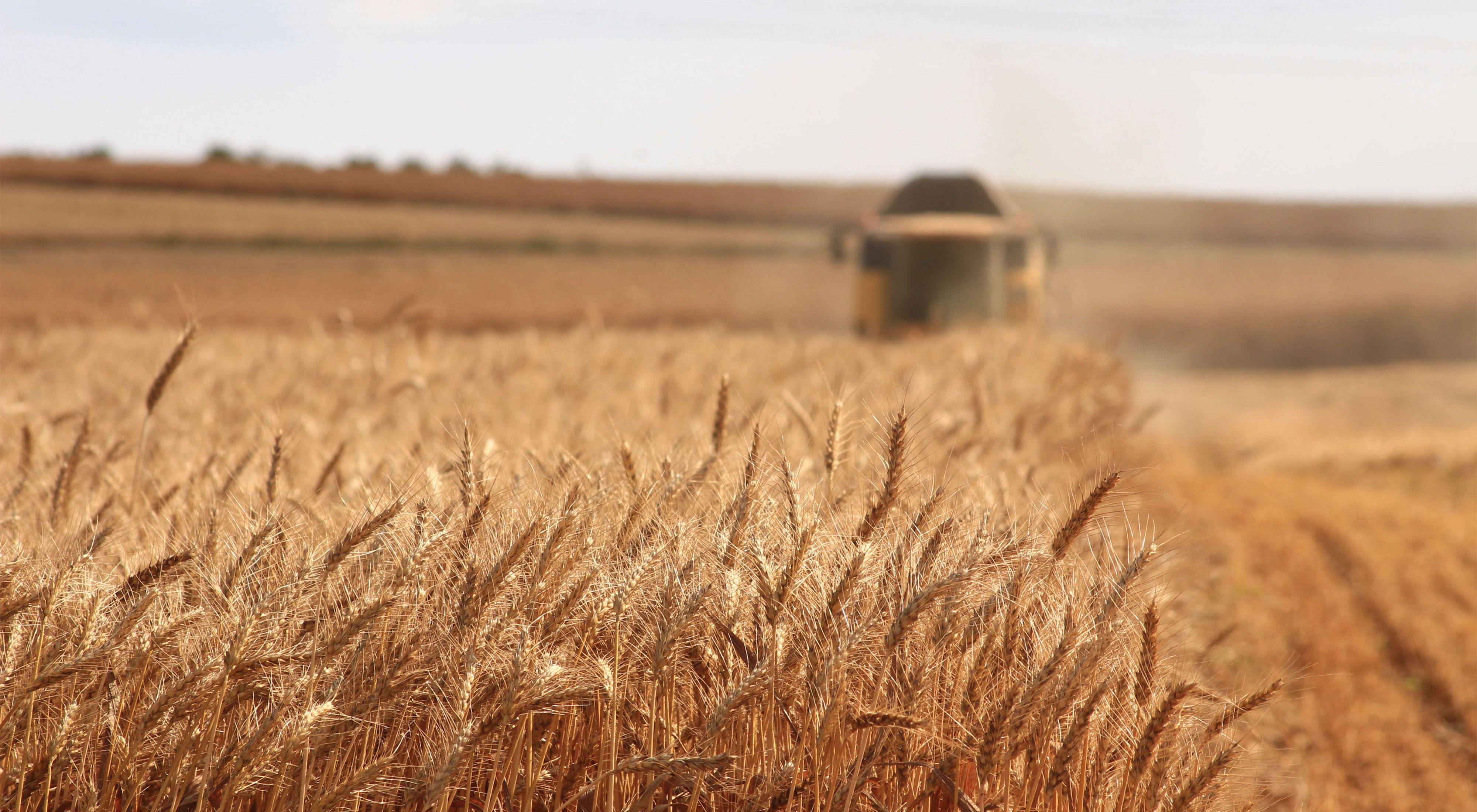 Wheat field in Turkey