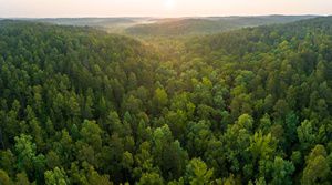 Aerial view of longleaf pine forest in Wheeler Mountain, Alabama.