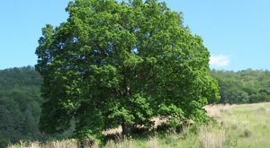 A leafed out tree with a wide spreading canopy grows in an open field.