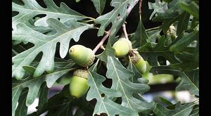 Young green acorns grow on the end of an oak branch.