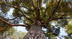 Looking up along the rough bark into the spreading canopy of a pine tree.