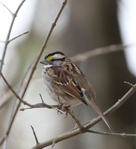 A white throated sparrow is perched in a bare tree. 