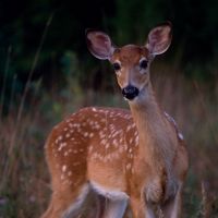 spotted brown deer stares at the camera