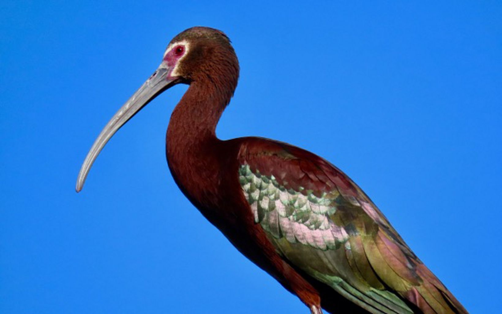 Stunning biodiversity Many species of birds and wildlife can be seen at the preserve, like the white-faced ibis. © Len Warren/TNC 