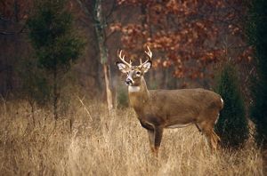 White-tailed deer.