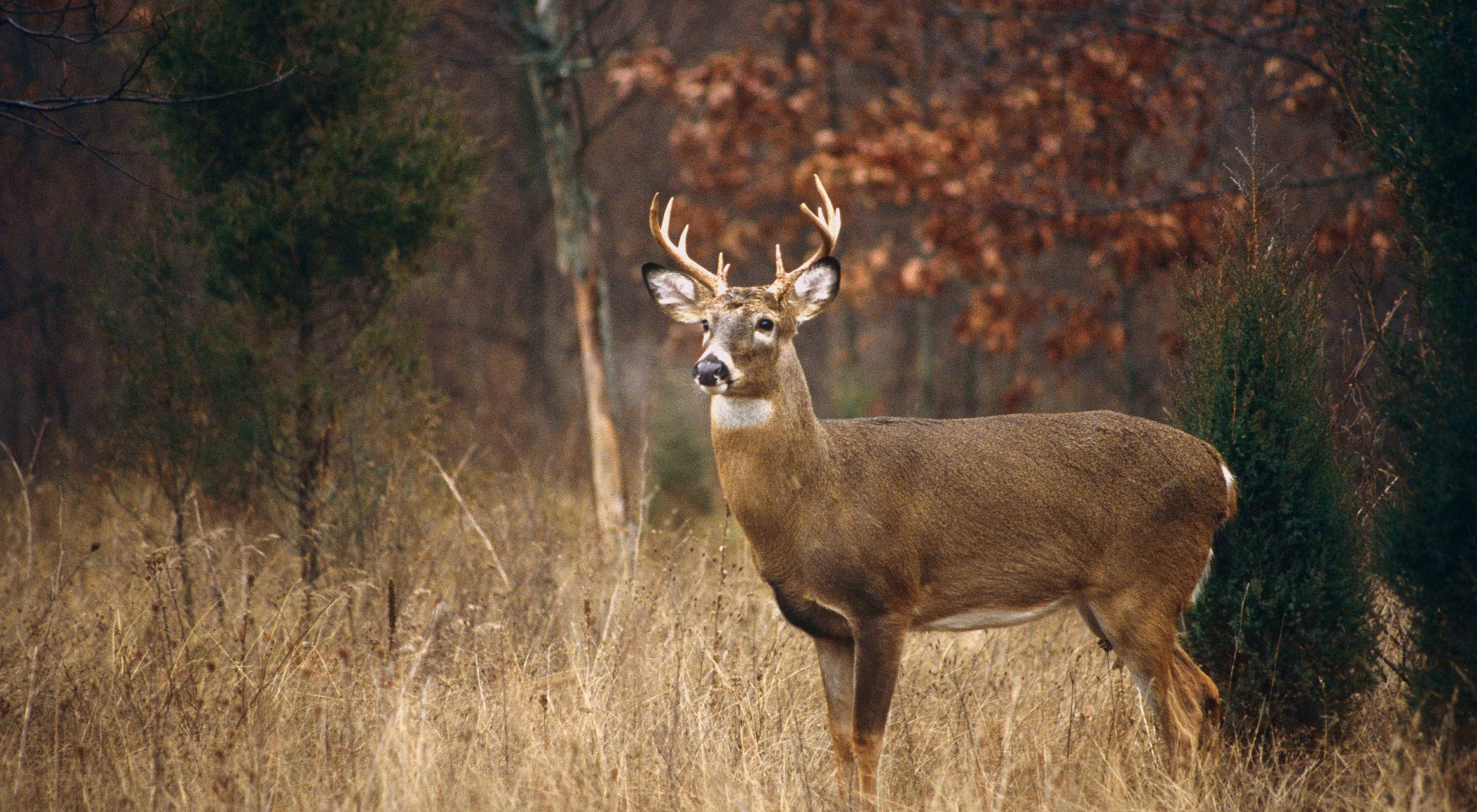 A white-tailed deer buck standing at the edge of a forest.